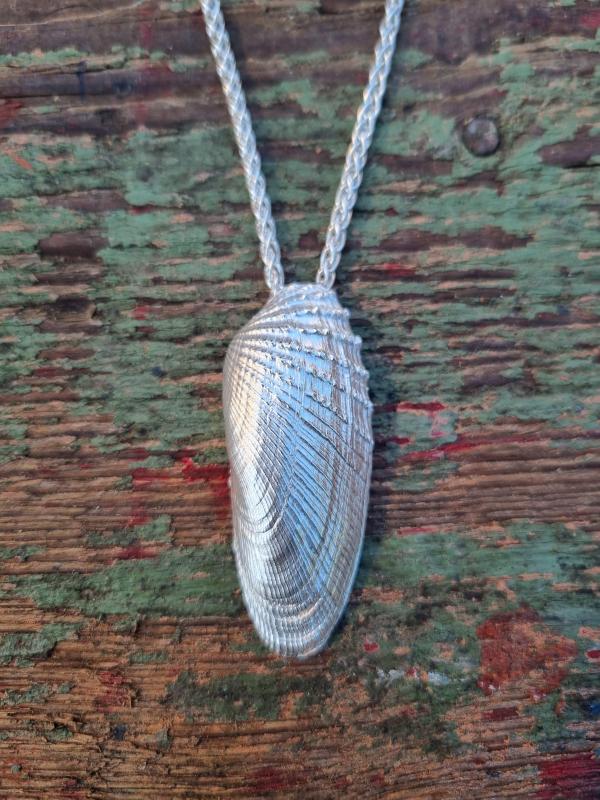 Amerikanische Bohrmuschel